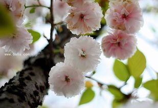 樱花的花语与象征寓意 中国樱花花语是什么意思