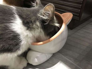 宠物猫零食哪种好吃 