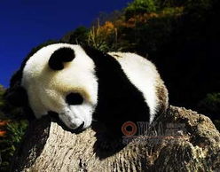 震后卧龙 熊猫组图33 yumingl的时尚图片 YOKA时尚空间 
