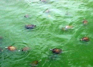 梦到很多乌龟在水里是什么预兆(梦到水里有很多乌龟是什么意思)
