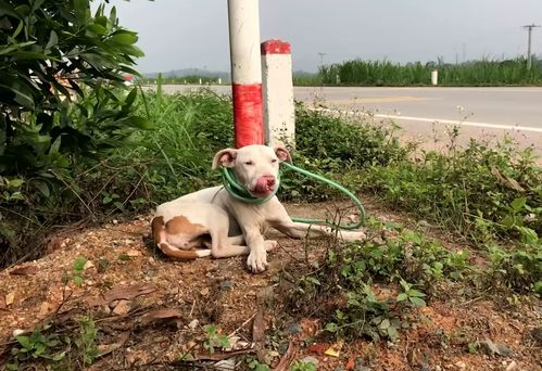 男子花钱买只比特犬,却被告知不能养,每天拴在路边,随缘送爱犬 