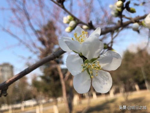 看,咱长春的连翘 桃花 杏花 梨花 赏花模式开启了