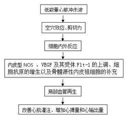 体外冲击波毕业论文