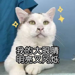 小猫 割双眼皮 成网红 手术后萌化网友