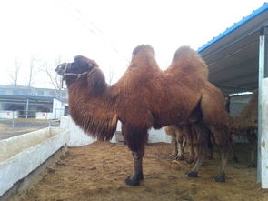 骆驼价格行情 哪里有养殖骆驼的 骆驼养殖场