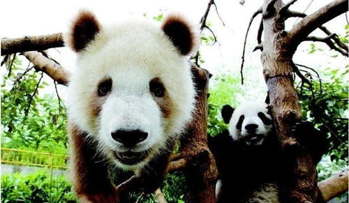 中国这68个萌地都可以看大熊猫,你去过几个 