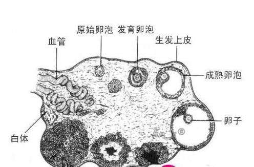 卵泡发育不好怎么办