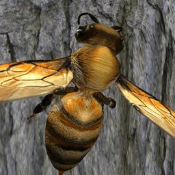 蜜蜂巢穴模拟器3d手游下载 蜜蜂巢穴模拟器3d手机版下载v1.0 安卓版 2265游戏网 