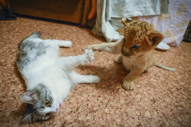 凶猛野兽可爱似猫另一面 狮虎亲近人类 