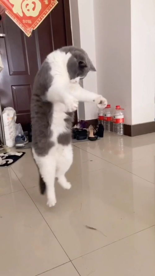 我家猫猫还会跳舞 