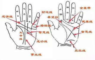 手相纹路图解大全 手相中最主要的8条线纹