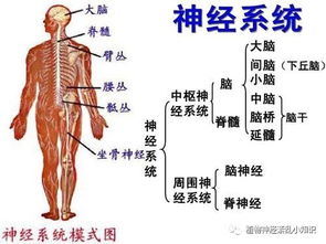 植物神经功能紊乱疾病类型有哪些 怎么治疗植物神经紊乱