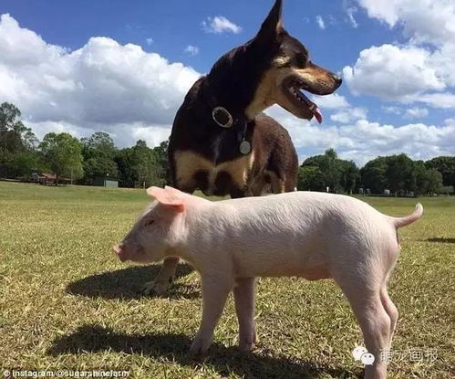 澳洲一小猪把自己当成狗 每天与狗为伴