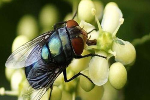 家里有苍蝇怎么驱赶消灭 有3种祛除苍蝇的好办法