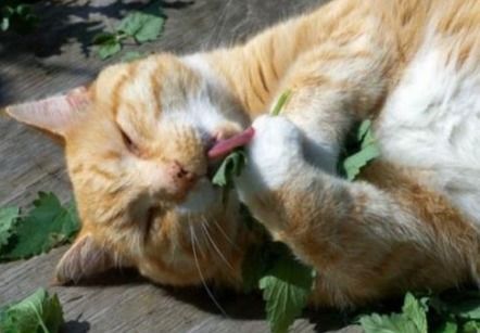 猫最爱吃的10种食物,高冷猫咪放下姿态攻略