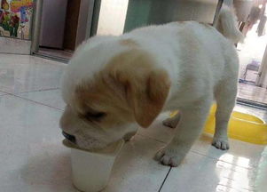 狗狗可以喝酸奶吗 有什么要注意的