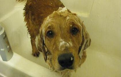 冬季给狗狗洗澡,不少铲屎官都犯过这几个错误,你中招了吗