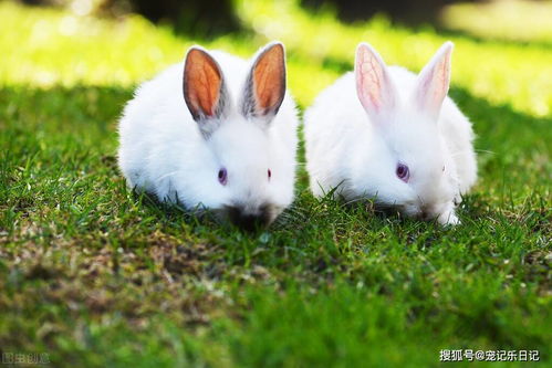 兔子耳朵耳屎怎么清理