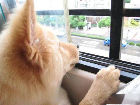 狗狗为什么喜欢望着窗外 有这个原因主人要注意了