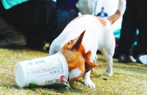 狗狗到底能不能喝酸奶 这些知识,宠主现在知道都不晚