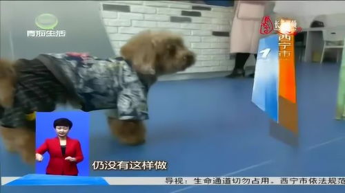 随着养犬人数增多,人犬矛盾日益突出,管理规范养犬成城市问题 