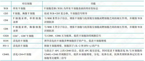 T淋巴细胞 B淋巴细胞 临床执业医师水平测试 附题 