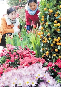 花卉批发市场有哪些 长沙市花卉市场在哪里