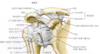 最全肩关节解剖及查体方法汇总