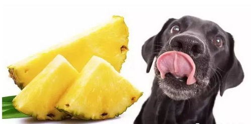 论 狗狗吃菠萝可以吗 怎样吃才科学