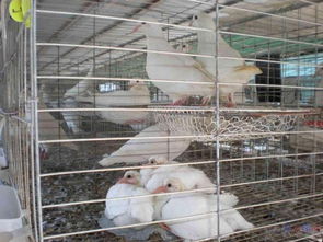 肉鸽养殖场山东淄博肉鸽种鸽养殖场鸽子价格 