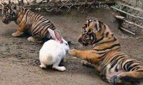 饲养员想激发小老虎兽性,扔进几只兔子,网友 看一次笑一次