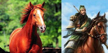 盘点中国古代十大名马 关羽骑的原来是汗血宝马 