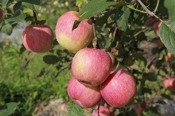 苹果种植方法 