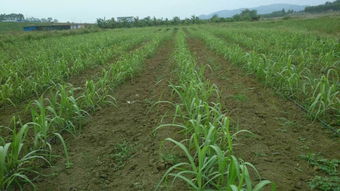 甘蔗正确施肥位置 甘蔗施肥的最佳时期