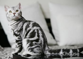 虎斑猫多少钱一只 虎斑猫怎么养 虎斑猫生活习性 家居百科 