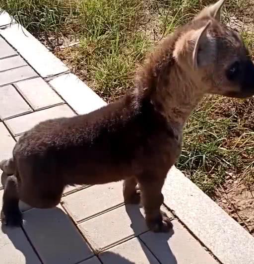 非洲二哥鬣狗,在国内被当宠物狗养,售价15万RMB 