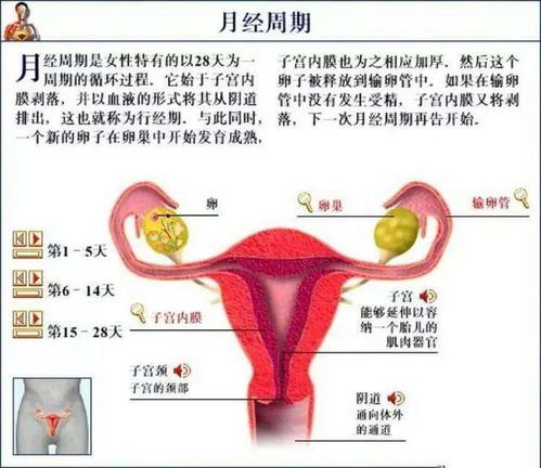 揭秘影响女人月经的几个关键要素(经期对女人的影响)