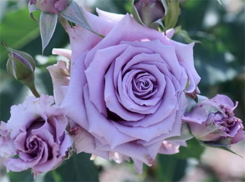 紫色月季花有哪些品种 有30款大合集,总有1朵紫月季会让你爱上