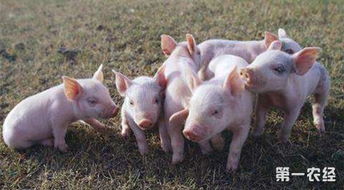 养猪利润怎么样 投资养猪场的成本预算和效益分析