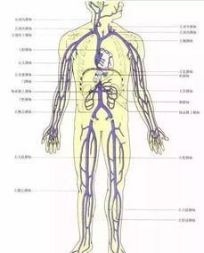 拉开身上 筋结 ,体内百病去,专家独门拉筋法,8 80岁都适用