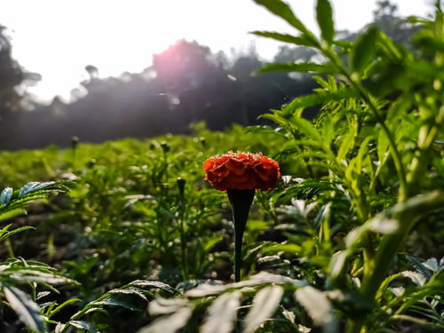 未来5天,运势上升,缘定今生,手段高明,不再纠缠,家庭和谐 腾讯新闻 