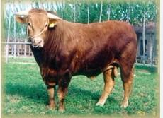 西门塔尔牛的养殖技术要点,肉牛养殖技术和方法