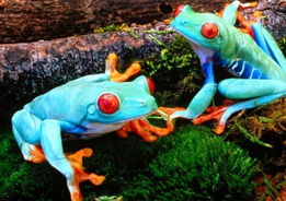 世上各种稀奇古怪的青蛙 