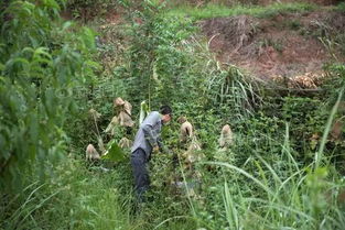 放弃过万月薪,他 上山下乡 亲手打造食材花园,只为换个活法