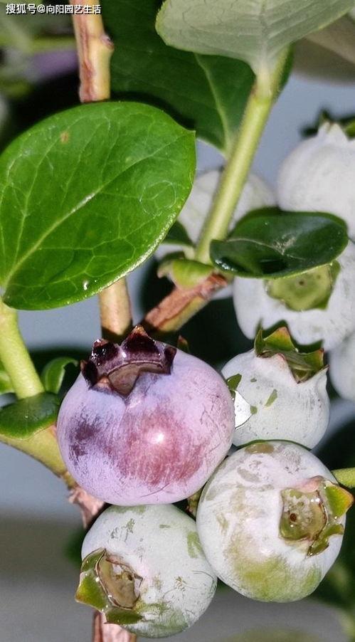 兰梅树几年结果实一般几年能结果,蓝莓两年可以结多少果？