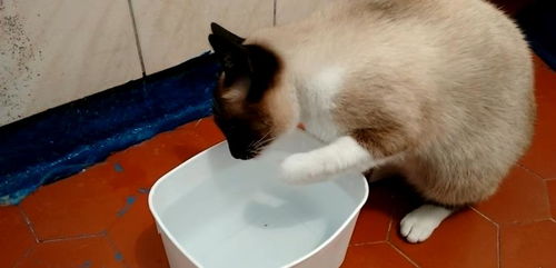 猫咪为什么喜欢用爪子喝水 怎么改正这一行为呢