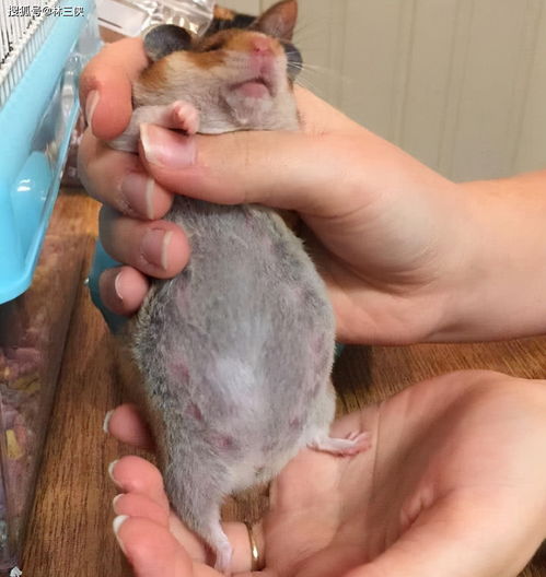 母仓鼠怀孕的特征,母仓鼠怀孕的特征图片
