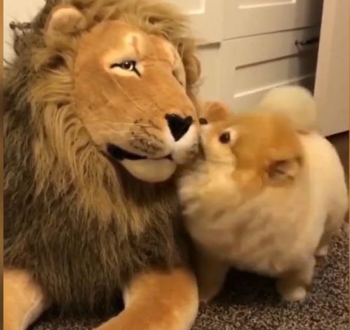 凶猛的狮子竟然被娇小的博美给制服了, 网友表示不敢相信