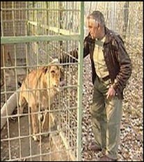 为保护动物 一匈牙利男子在家中养狮子 