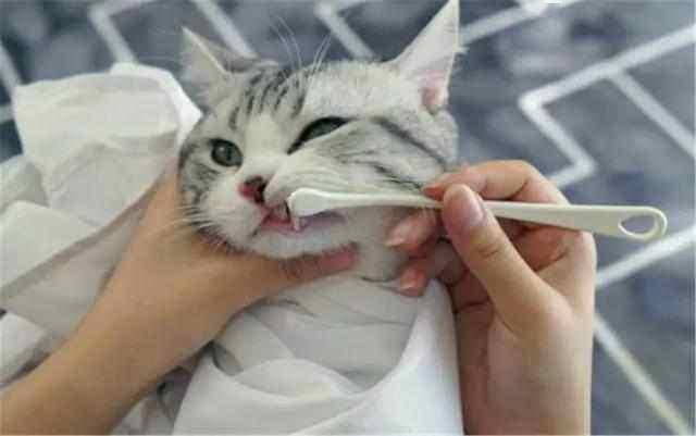 初次养猫导致猫咪口臭,科学地给猫咪刷牙可预防口臭